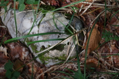 Sesleria autumnalis