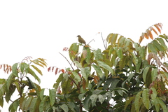 Calyptocichla serinus