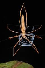 Deinopis longipes