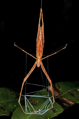 Deinopis longipes