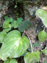 Epithema ceylanicum