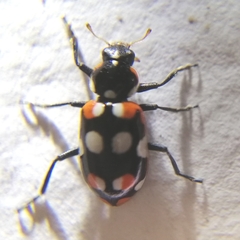 Eriopis connexa
