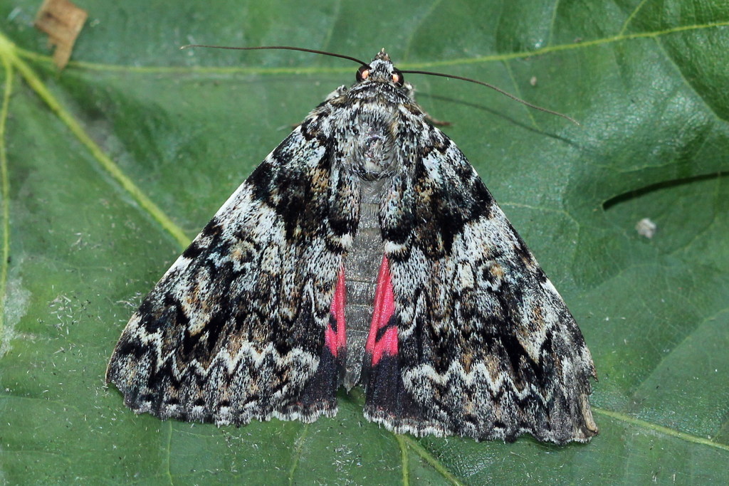 Light Crimson Underwing