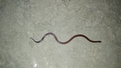Atractus werneri