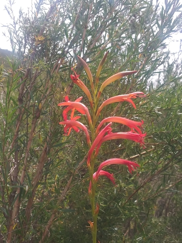 Image of Watsonia angusta by (c) kevin koen, some rights reserved (CC BY-SA)