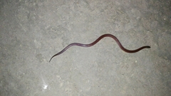 Atractus werneri