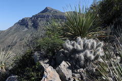 Echinocereus delaetii