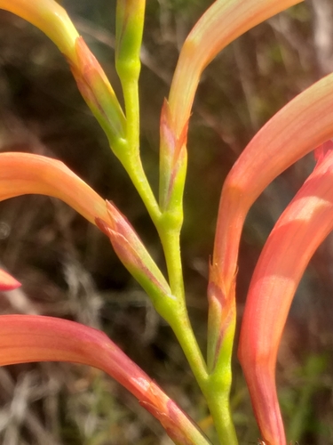 Image of Watsonia angusta by (c) kevin koen, some rights reserved (CC BY-SA)