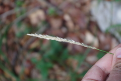 Sesleria autumnalis