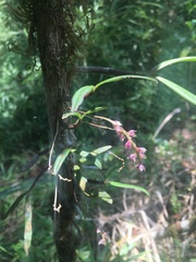 Bulbophyllum aubrevillei
