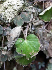 Epithema ceylanicum