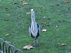 Ardea cinerea