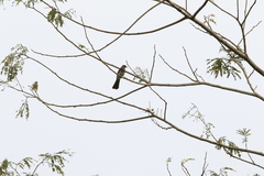 Pycnonotus barbatus tricolor