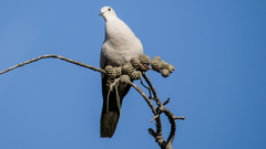 Streptopelia decaocto