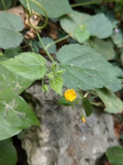 Sida cordata