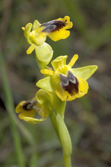 Ophrys lutea phryganae