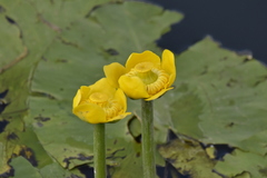 Nuphar lutea