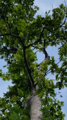 Heliciopsis terminalis