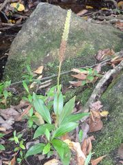 Goodyera procera