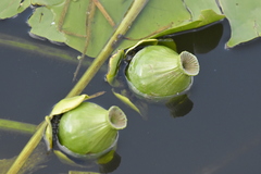 Nuphar lutea