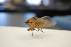 Megatibicen pronotalis