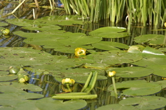 Nuphar lutea