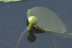 Nuphar lutea