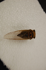 Megatibicen pronotalis