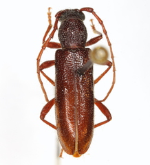 Anelaphus magnipunctatus