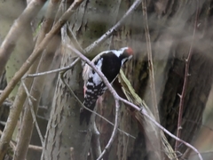 Dendrocoptes medius