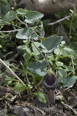 Aristolochia cretica