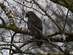 Buteo buteo