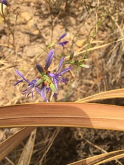 Thereianthus bulbiferus