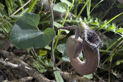 Aristolochia cretica