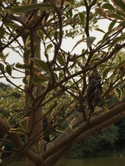 Terminalia mantaly 'triciolor'