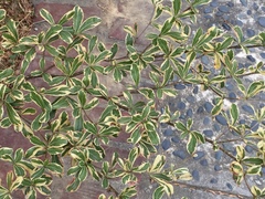 Terminalia mantaly 'triciolor'