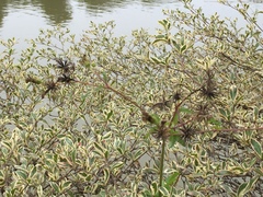 Terminalia mantaly 'triciolor'