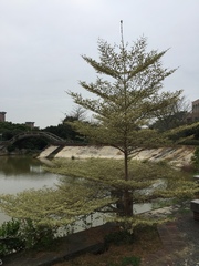 Terminalia mantaly 'triciolor'