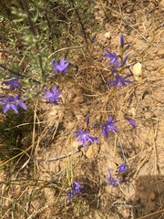 Thereianthus bulbiferus