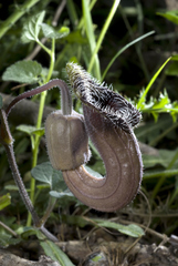 Aristolochia cretica