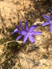 Thereianthus bulbiferus