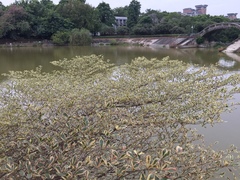 Terminalia mantaly 'triciolor'