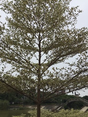 Terminalia mantaly 'triciolor'