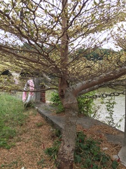 Terminalia mantaly 'triciolor'