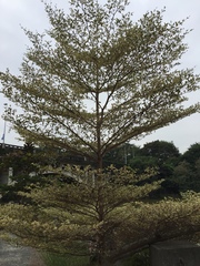 Terminalia mantaly 'triciolor'