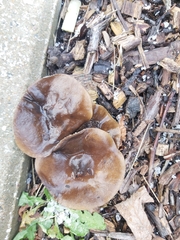 Melanoleuca polioleuca