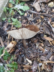 Melanoleuca polioleuca