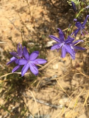 Thereianthus bulbiferus