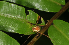 Cynorta bromeliacia