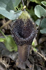 Aristolochia cretica